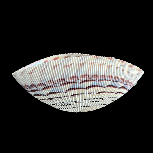 Shell Bowl